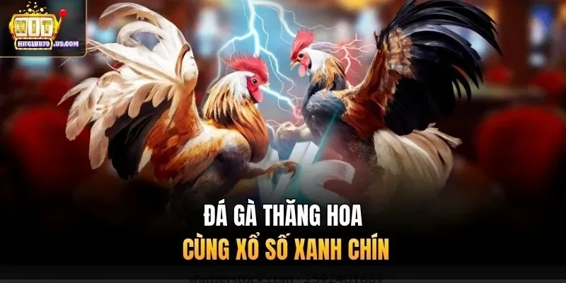 Đá gà thăng hoa cùng xổ số xanh chín